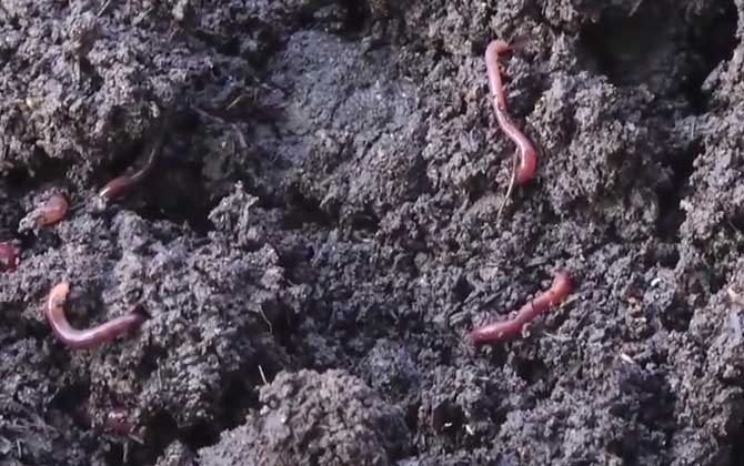 蚯蚓为什么可以再生