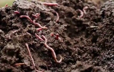 蚯蚓养殖真的可以赚到钱吗