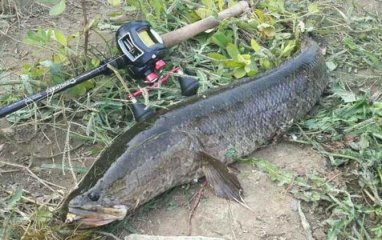 哪些鱼适合用路亚竿钓