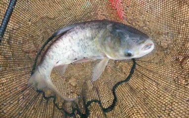 钓鲢鳙用什么竿合适，浅谈线组怎么搭配合适？