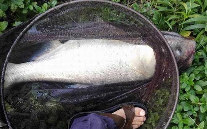 钓鲢鳙用什么竿合适，浅谈线组怎么搭配合适？