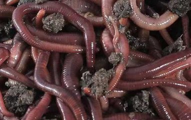 蚯蚓有哪些品种，怎去区分