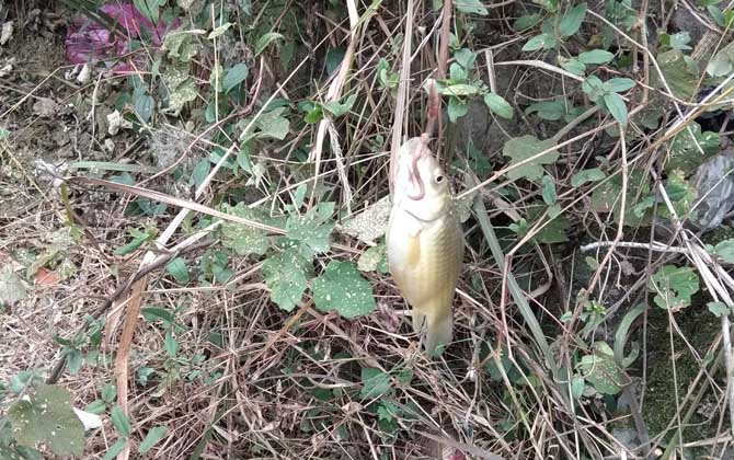 用蚯蚓钓这7种鱼效果最好？