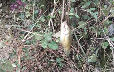 用蚯蚓钓这7种鱼效果最好？