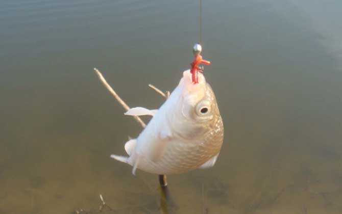 蚯蚓和饵料哪个钓鱼效果最好