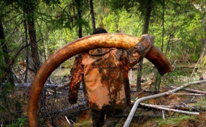 网上买的猛犸象牙是不是真的