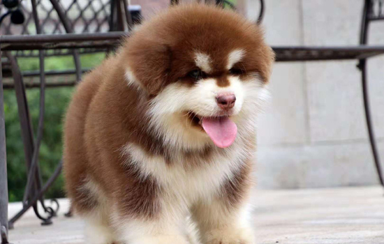 巴顿狗属于什么品种