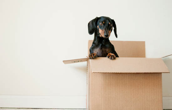 宠物狗是靠什么识别方向的