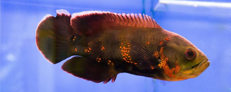 地图鱼最多可以几天不喂食