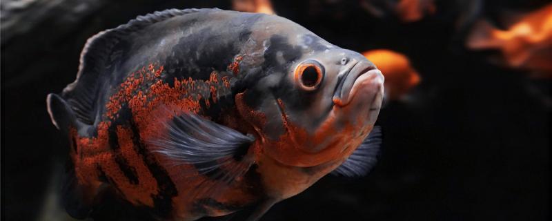 地图鱼身上腐烂是什么原因,怎么治疗