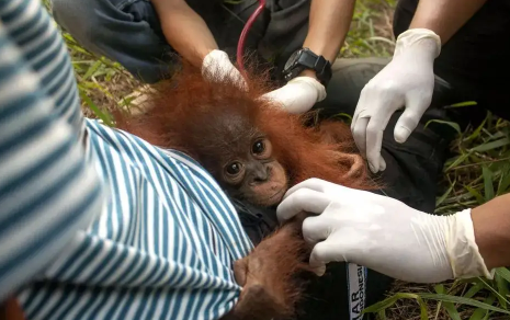 猴痘病毒死亡率高吗