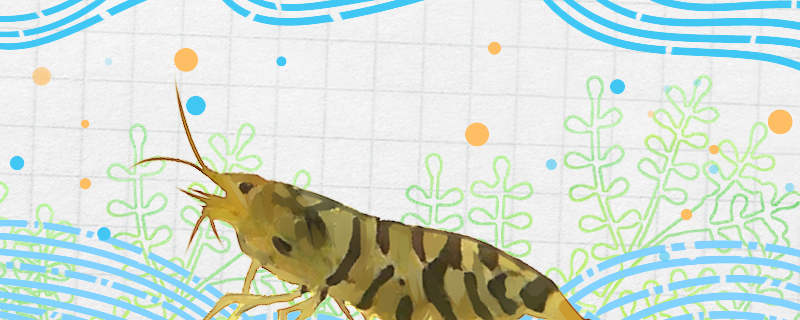 鱼缸养观赏虾需要增氧吗？