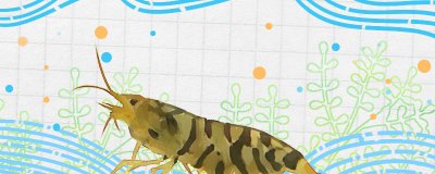 鱼缸养观赏虾需要增氧吗？