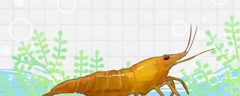 裸缸可以养观赏虾吗？