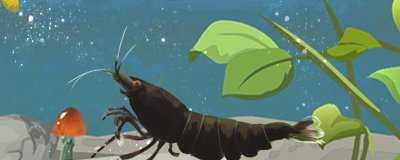 家里养的观赏虾要吃什么饵料