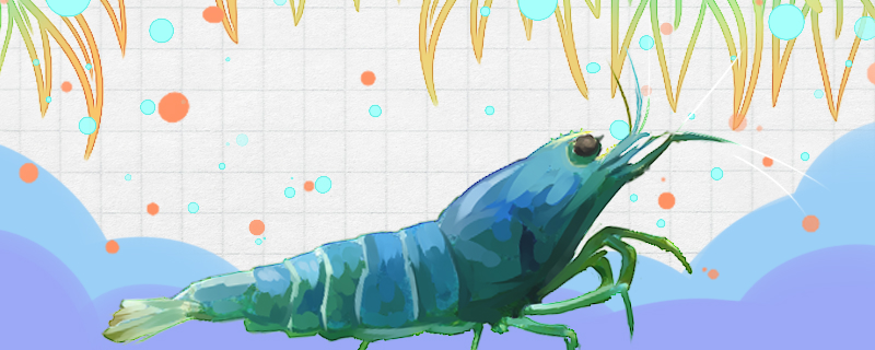 观赏虾缺氧后应该怎么处理