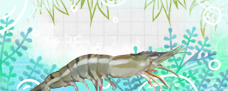 淡水观赏虾有哪些常见品种