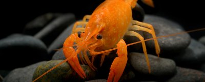 用帆布池可以养虾吗？