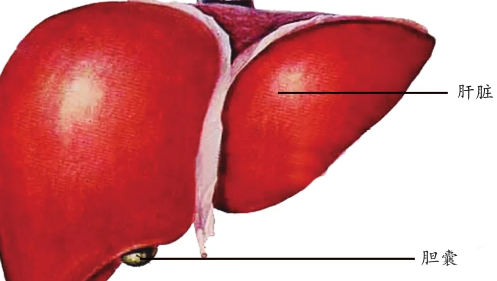 治肝癌一共需要多少钱