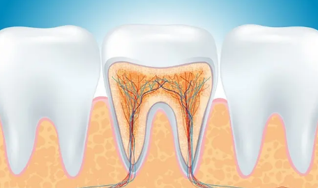 牙结石掉了牙龈空了牙齿会不会掉