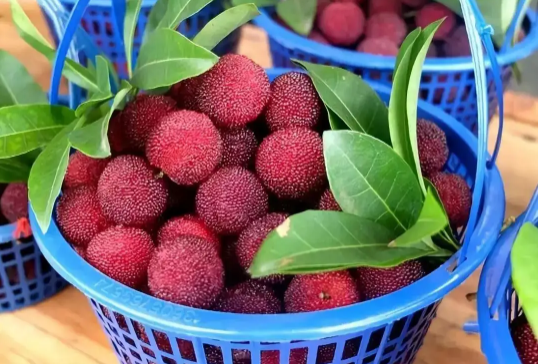 杨美利的虫子吃了会有寄生虫吗？