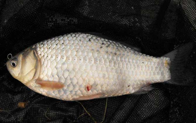 钓鲫鱼的最佳天气是什么?