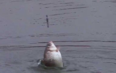 四大季节钓鲫鱼介绍