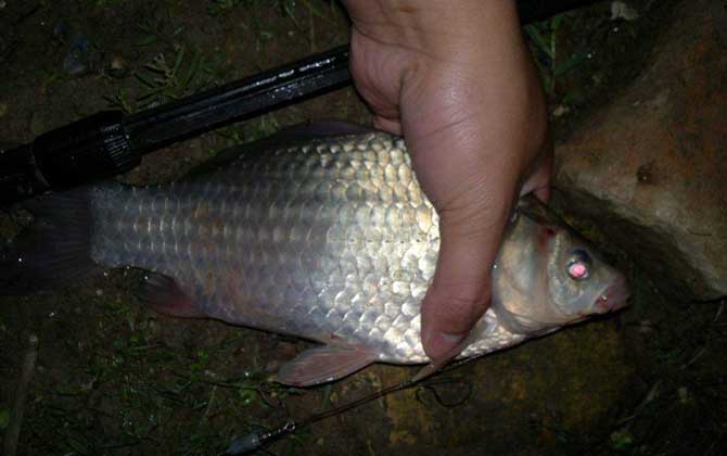 夜钓鲫鱼不开口的原因是什么