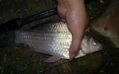 夜钓鲫鱼不开口的原因是什么