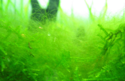鱼缸里面长的绿毛是什么东西1
