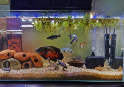 如何判断鱼缸里的盐是否多了