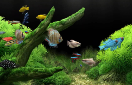 鱼缸加盐是加的是实用盐吗