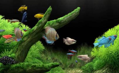 鱼缸加盐是加的是实用盐吗