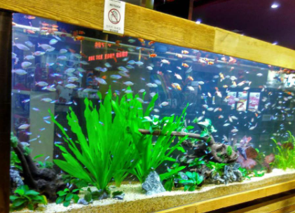 鱼缸加盐是用海盐还是食用盐