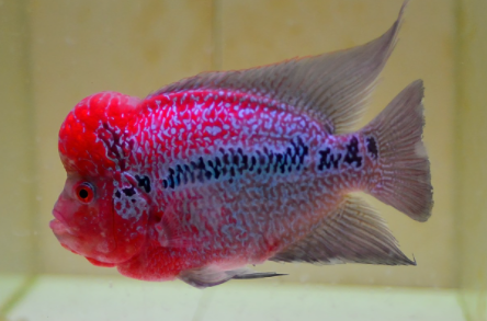 罗汉鱼换水放盐的正确方法