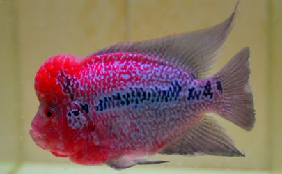 罗汉鱼换水放盐的正确方法