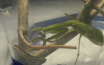 捕蛇螳螂为什么能杀死蛇