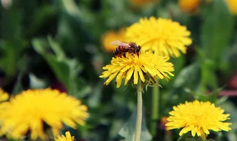 女性长期喝蒲公英水好吗