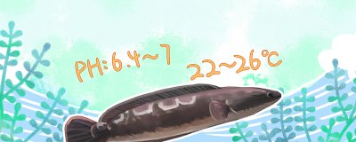 鱼缸养大铅笔鱼最合适的水温是多少