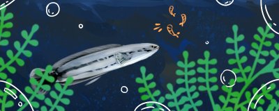 大铅笔鱼养殖方法介绍