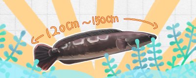 大铅笔鱼最长可以养多久