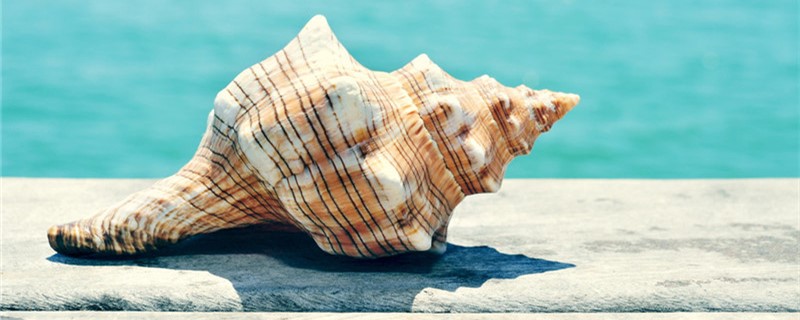 海螺的触角在哪里