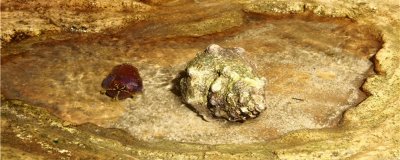 鱼缸可以养海螺吗