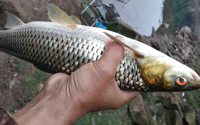 草鱼,赤眼鳟,麦鲮,乌头鱼