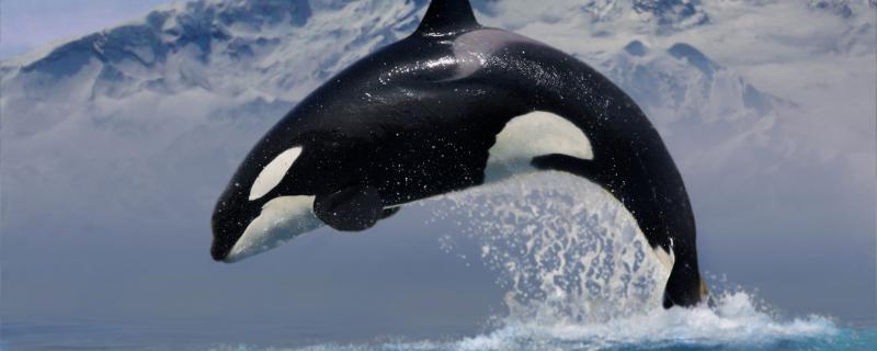 为什么说虎鲸的智商高?