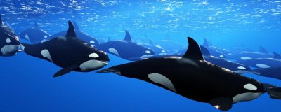 虎鲸吃喜欢吃什么食物