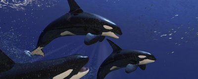 浅谈雄雌虎鲸有什么区别