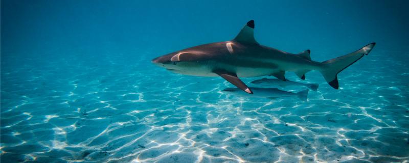 鲨鱼有多少颗牙齿