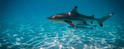 鲨鱼有多少颗牙齿