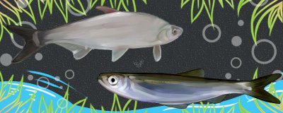 白水鱼和白条鱼是同一种鱼吗？